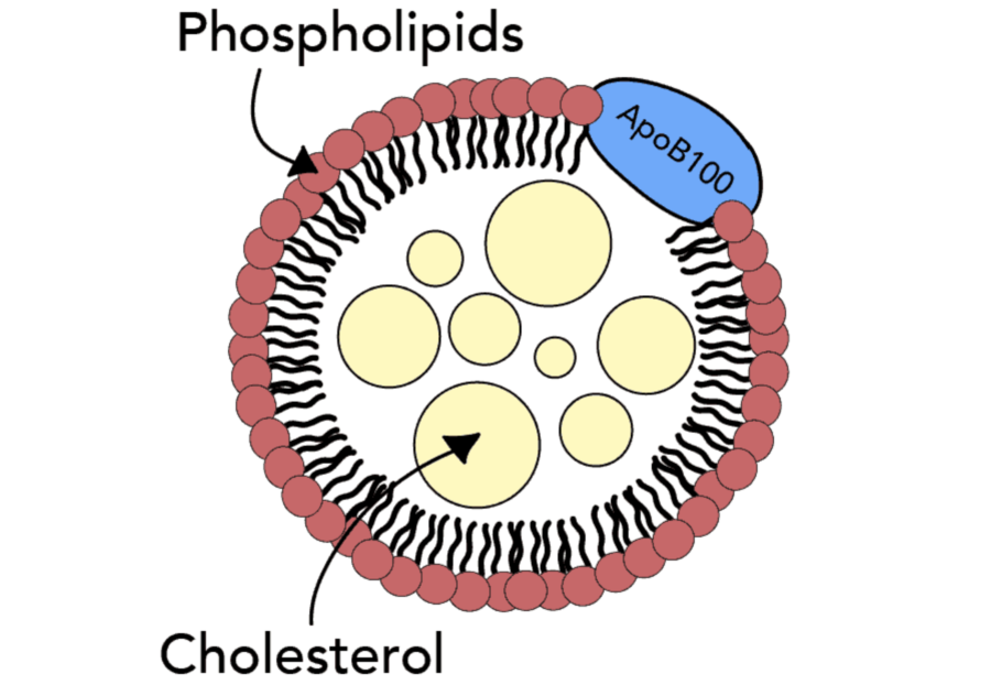 Apolipoprotéine B (apoB) - le meilleur marqueur pour prédire le risque cardiovasculaire