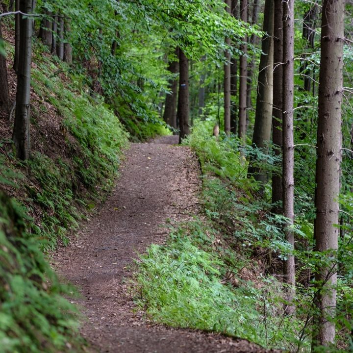 sentier pédestre dans les bois