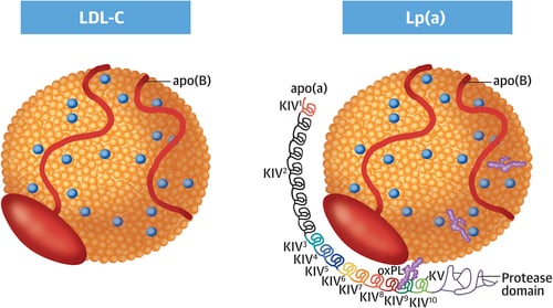 Lipoprotéine(a)