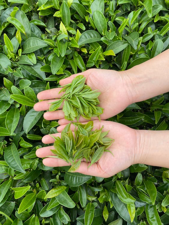 utiliser des yeux dégonflés au thé vert : personne tenant des feuilles de thé vert.